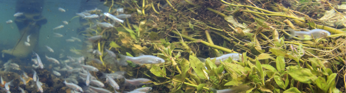 Ein Fischschwarm in einem Fluss.